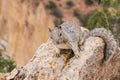 Squirrel in the grand canyon Royalty Free Stock Photo