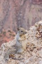 Squirrel in the grand canyon Royalty Free Stock Photo