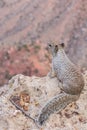 Squirrel in the grand canyon Royalty Free Stock Photo
