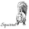 Squirrel in a graphic style