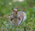 Squirrel in grass with hands raised Royalty Free Stock Photo