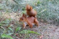 Squirrel on the grass Royalty Free Stock Photo