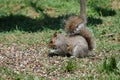 Squirrel Royalty Free Stock Photo