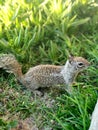 Squirrel Green Grass Beautiful HD Curious Royalty Free Stock Photo