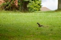 Squirrel on the green grass