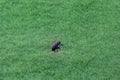 Squirrel on the green grass in Garden, Dubai- 1 SEPTEMBER 2017. Royalty Free Stock Photo