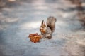 A squirrel in grey winter coat sitting on snow and gnawing nuts. Royalty Free Stock Photo