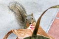 Squirrel and grocery bag Royalty Free Stock Photo