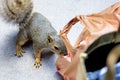 Squirrel and grocery bag Royalty Free Stock Photo