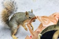 Squirrel and grocery bag Royalty Free Stock Photo