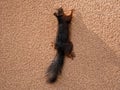 A squirrel is hanging on a house wall Royalty Free Stock Photo