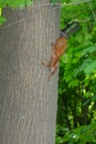 Squirrel hanging on the tree upside down holding the back of the tree Royalty Free Stock Photo