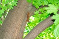 Squirrel hanging on the tree upside down holding the back of the tree Royalty Free Stock Photo