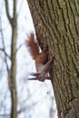 Squirrel hanging on the tree upside down holding the back of the tree Royalty Free Stock Photo