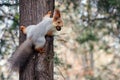 Squirrel hanging on tree with walnut in mouth Royalty Free Stock Photo