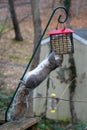 Squirrel hanging upside-down eating from a suet bird feeder Royalty Free Stock Photo