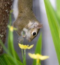 A squirrel hangs from a tree and enjoys a snack Royalty Free Stock Photo