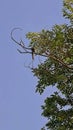 Squirrel hanging upside down from a tree branch against a clear blue sky, low angle shot Royalty Free Stock Photo