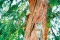 squirrel has smell something on branch pine tree owlet standing Royalty Free Stock Photo