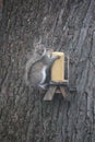 Squirrel having a Picnic Royalty Free Stock Photo