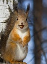 Squirrel with a hazelnut