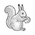 Squirrel and hazelnut sketch vector illustration