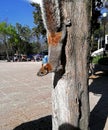 A squirrel head down on a tree trunk