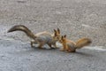 Squirrel and her child, a little squirrel on the pavement in the city Park in the summer