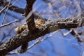 Squirrel hidding on branch looking down