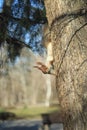 squirrel hides behind a tree in spring