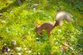 Squirrel hides nut