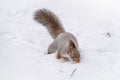 Squirrel hides nuts in the white snow