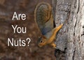 Squirrel upside down on tree trunk with Are You Nuts text Royalty Free Stock Photo