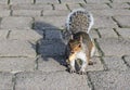 Squirrel holding a peanut