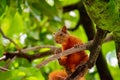 Squirrel holding on to a tree branch. Park of La Bailarina, Medellin. Royalty Free Stock Photo