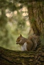 Squirrel Holding A Walnut In The Middle Of The Forest