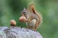 Squirrel Holds a Nut