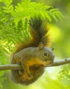 Friendly squirrel in the humid forest Royalty Free Stock Photo