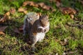 A squirrel in hyde park eating peanuts on both feet Royalty Free Stock Photo