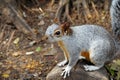 Wild gray squirrel of the chapultepec forest, mexico city I Royalty Free Stock Photo