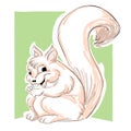 Squirrel illustration