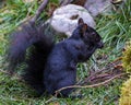 Squirrel Image and Photo. Black Squirrel close-up profile side view standing on foliage and moss eating with background Royalty Free Stock Photo