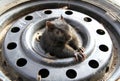A squirrel inside a tire Royalty Free Stock Photo
