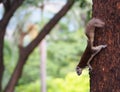 The squirrel are interested in something down. Royalty Free Stock Photo