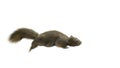 Squirrel Isolated white background running. Royalty Free Stock Photo