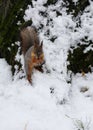 Squirrel jumps in the snow and holds a nut in its paws and eats