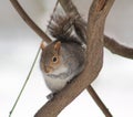 Squirrel Royalty Free Stock Photo