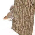 Squirrel Royalty Free Stock Photo