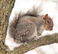 Squirrel Royalty Free Stock Photo