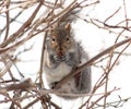 Squirrel Royalty Free Stock Photo